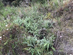Cirsium fontinale obispoense