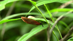 Arctioblepsis rubida