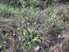 Cirsium fontinale obispoense