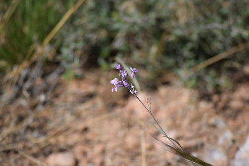 Image of Hesperidanthus linearifolius by (c) William Harmon, some rights reserved (CC BY)