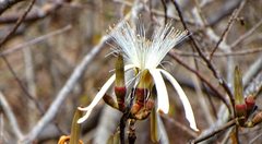 Pseudobombax palmeri