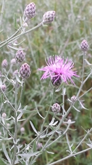 Centaurea stoebe australis