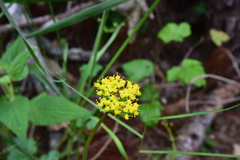 Cymopterus