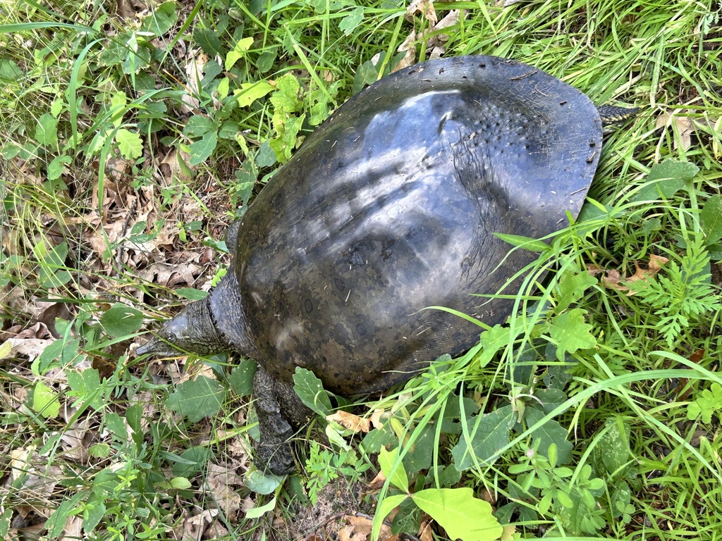 Wisconsin Softshell Turtle Spiny Softshell from Old 35, Siren, WI, US on July 8, 2024 at 12:57 PM ...