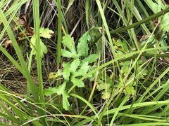 Sanicula hoffmannii