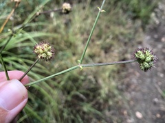 Sanicula hoffmannii