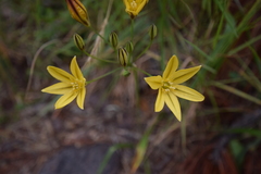 Triteleia ixioides ixioides