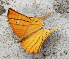 Marpesia harmonia