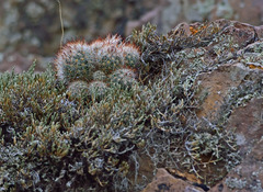 Escobaria organensis