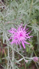 Centaurea stoebe australis