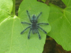 Caribena versicolor