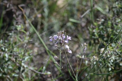 Image of Hesperidanthus linearifolius by (c) William Harmon, some rights reserved (CC BY)