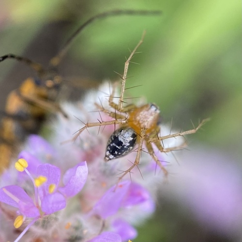 Striped lynx spider