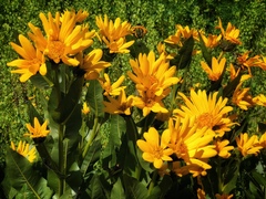 Wyethia amplexicaulis