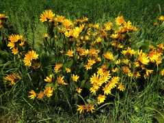 Wyethia amplexicaulis