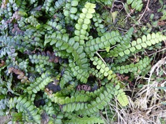 Blechnum blechnoides
