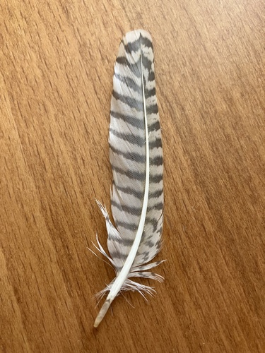 Plume de Chevalier gambette