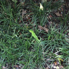 Iguanidae