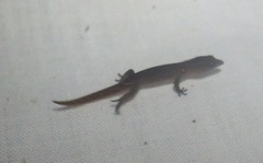 Sphaerodactylus vincenti