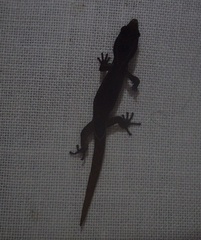 Sphaerodactylus vincenti