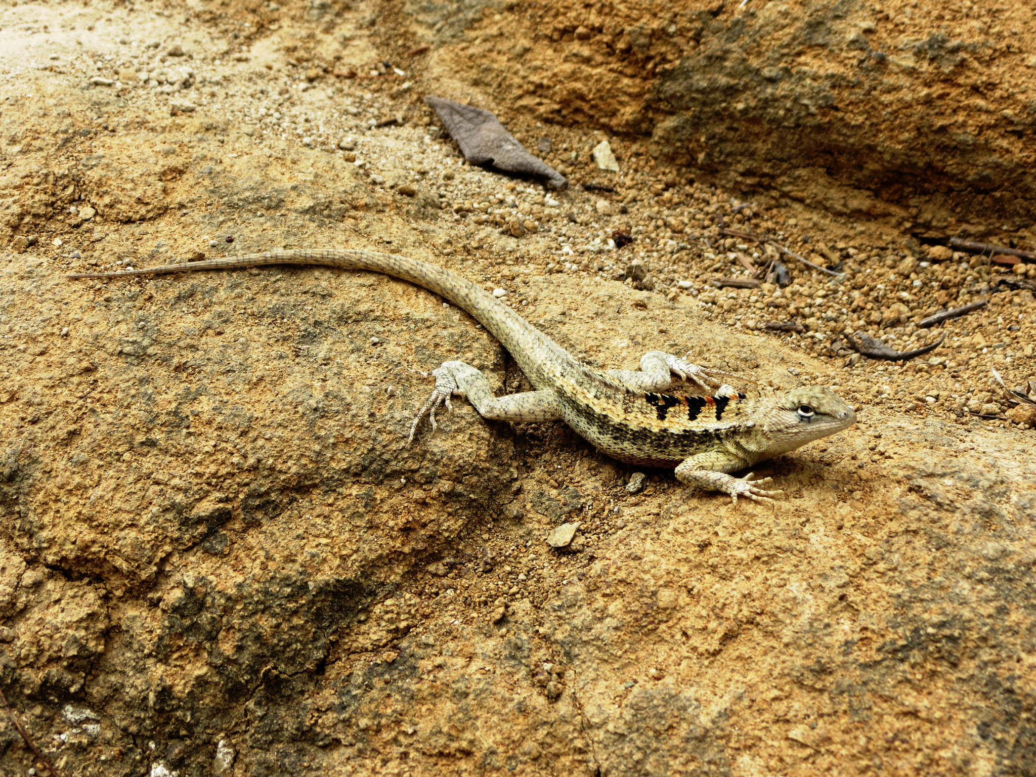 Microlophus occipitalis image