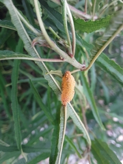 Puccinia coronata