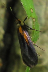 Mathildana newmanella