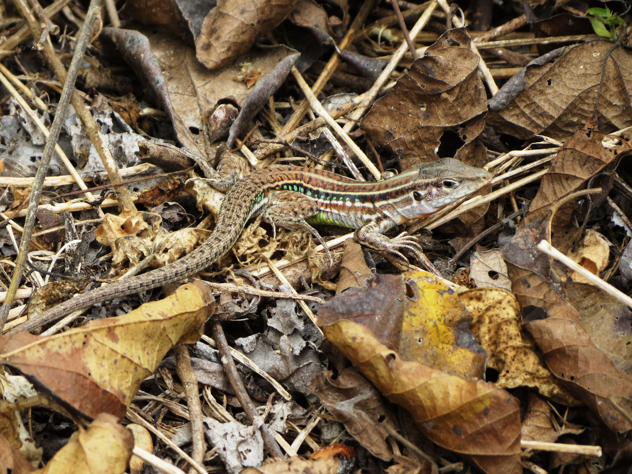 Medopheos edracanthus image