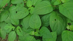 Collinsonia canadensis