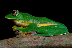 Rhacophorus malabaricus