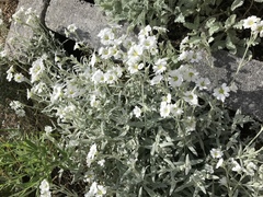 Cerastium tomentosum