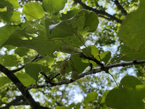 Tilia maximowicziana observed 2024-08-21
