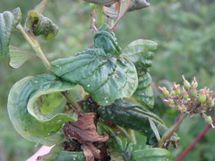Aphis cornifoliae