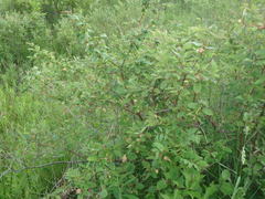 Aphis cornifoliae