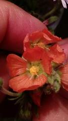 Sphaeralcea coccinea