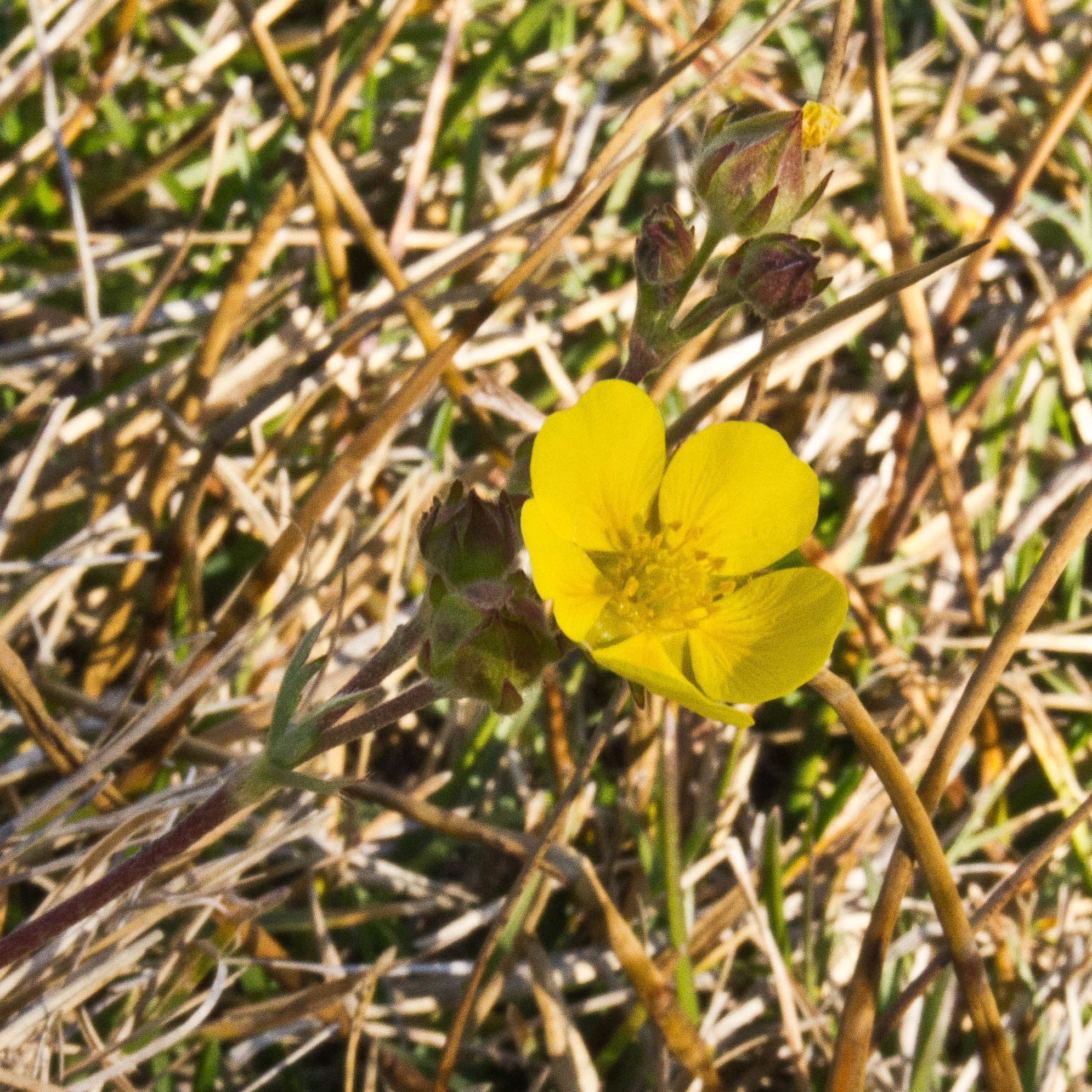 Potentilla bruceae