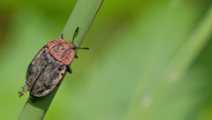 Oiceoptoma thoracicum