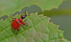 Apoderus coryli