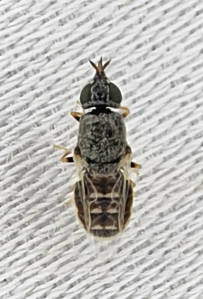 Nemotelus acutirostris