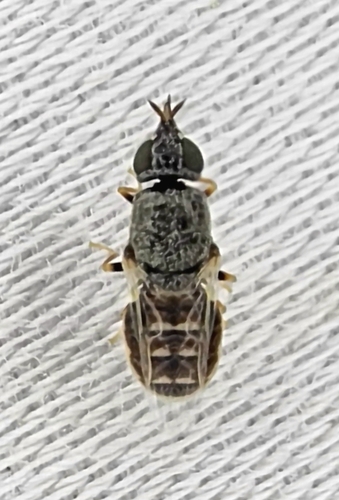 Nemotelus acutirostris