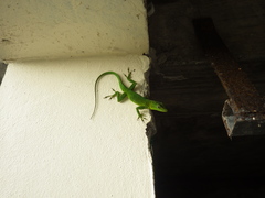 Anolis marmoratus