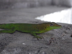 Anolis marmoratus