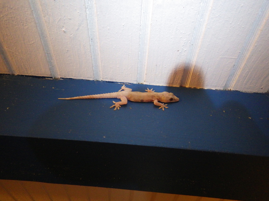 Tropical House Gecko from St Claude, Guadeloupe on June 10, 2019 at 08: ...