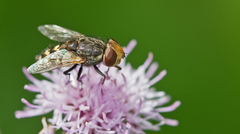 Miltogramma punctata