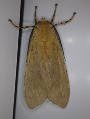 Halysidota leda