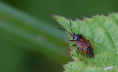 Deraeocoris