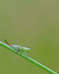 Conocephalus dorsalis