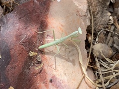 Iris oratoria