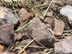 Iris oratoria