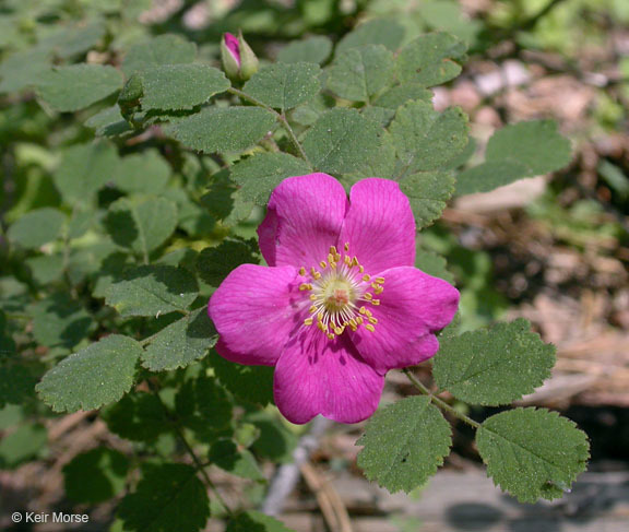 Rosa bridgesii
